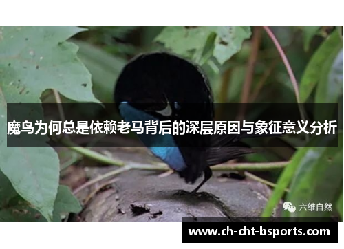 魔鸟为何总是依赖老马背后的深层原因与象征意义分析
